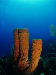 A nice tube sponge on the wall of South Water Cay Marine ... by Martin Spragg 